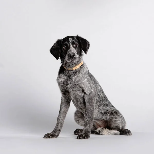 白い背景に座っている混合品種犬 — ストック写真