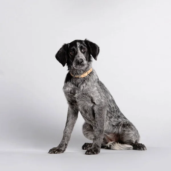 Gemengde ras hond zittend op witte achtergrond — Stockfoto