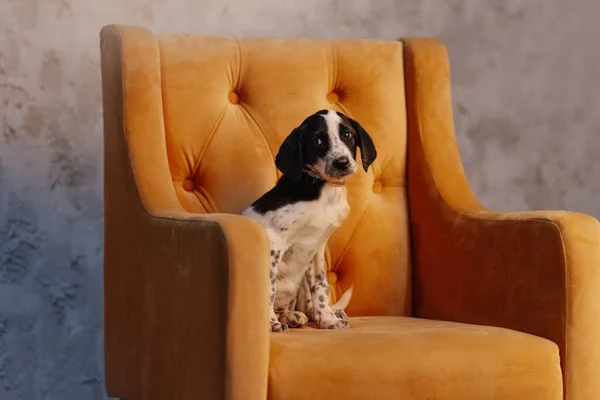 Gemengd ras puppy poseren op een stoel binnen — Stockfoto