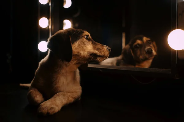 Cachorro de raza mixta acostado frente a un espejo Imagen de stock