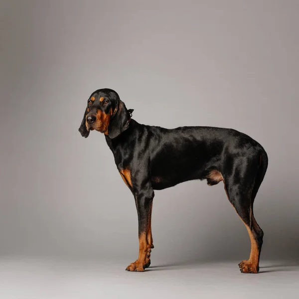 灰色の背景に立っているコンハウンド犬 — ストック写真