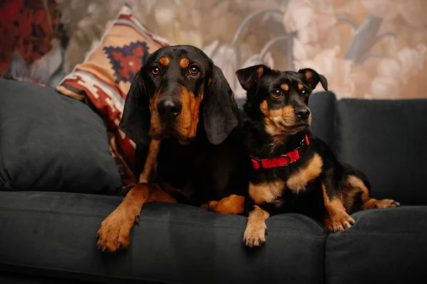 Dos perros de raza mixta acostados en un sofá juntos Fotos de stock