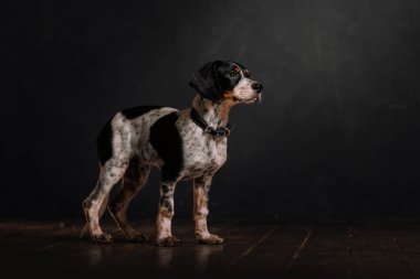 Melez köpek tasmalı, kapalı bir yerde duruyor.