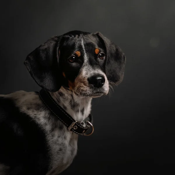 Adorable mixed breed puppy portrait in the studio — Stock Photo, Image