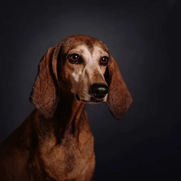 Velho mestiço raça cão retrato no estúdio — Fotografia de Stock