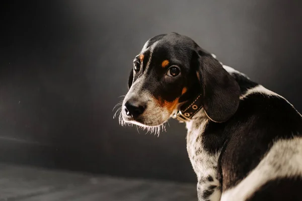 Портрет щенка смешанной породы в помещении при естественном освещении — стоковое фото