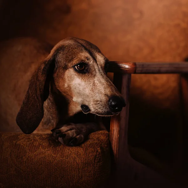 Стара змішана порода собака відпочиває в приміщенні — стокове фото