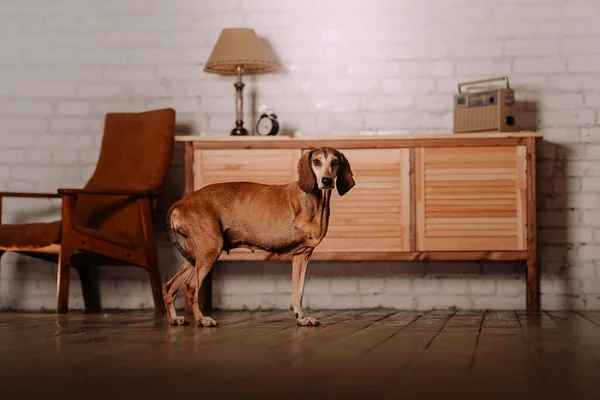 Three legged mixed breed dog standing indoors — Stock Photo, Image