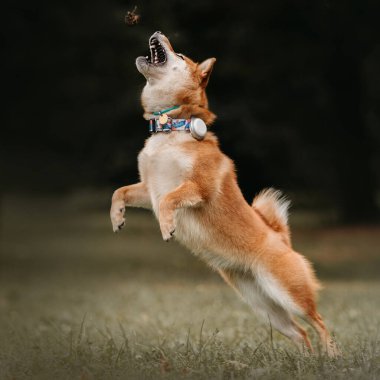 Shiba inu köpeği tasma ve takip cihazıyla dışarıda oynuyor.