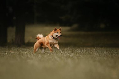 Kırmızı shiba inu köpek dışarı koşuyor.
