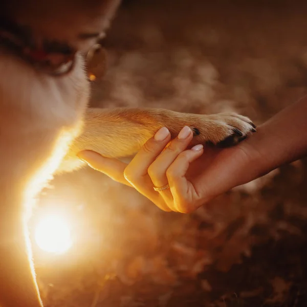 Shiba inu dog gives paw to owner, close up outdoors — Stock Photo, Image