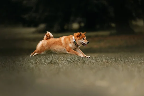 Собака шиба ину бегает на улице в ошейнике — стоковое фото
