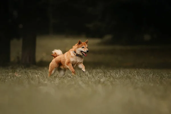Рыжая собака сиба-ину, бегущая на улице — стоковое фото