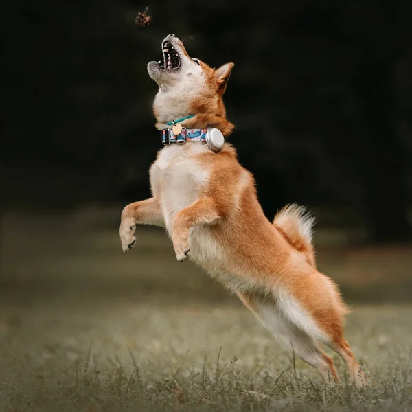 Shiba inu chien jouant à l'extérieur dans un collier et un tracker Photos De Stock Libres De Droits