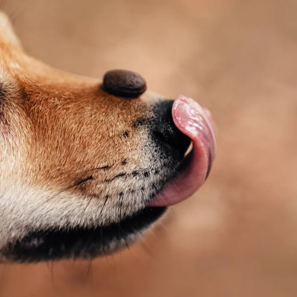 Cerrar la nariz de shiba inu con alimentos para perros en la parte superior. Fotos de stock libres de derechos