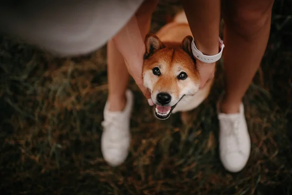 Propriétaire toucher shiba inu chien, portrait vue du dessus Photos De Stock Libres De Droits