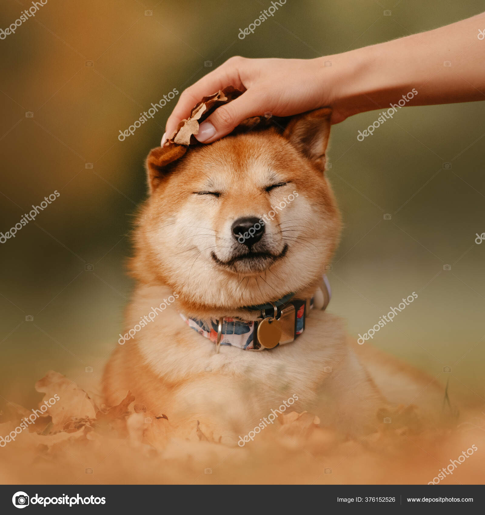 柴犬写真素材 ロイヤリティフリー柴犬画像 Depositphotos 柴犬写真素材 ロイヤリティフリー柴犬画像 Depositphotos