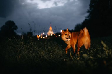 Shiba inu köpeği gece dışarı çıkıyor.