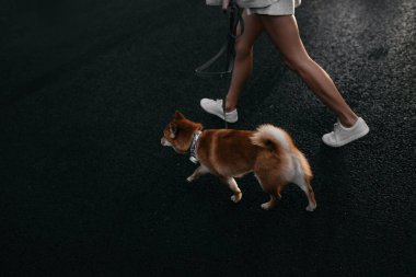 Sahibi Shiba Inu köpeğini gezdiriyor.