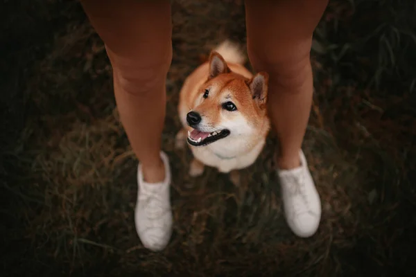 Happy shiba inu dog portrait outdoors, top view — стоковое фото