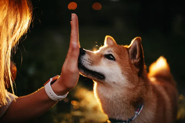 Perro shiba inu tocando la mano del propietario con la nariz al aire libre. —  Fotos de Stock