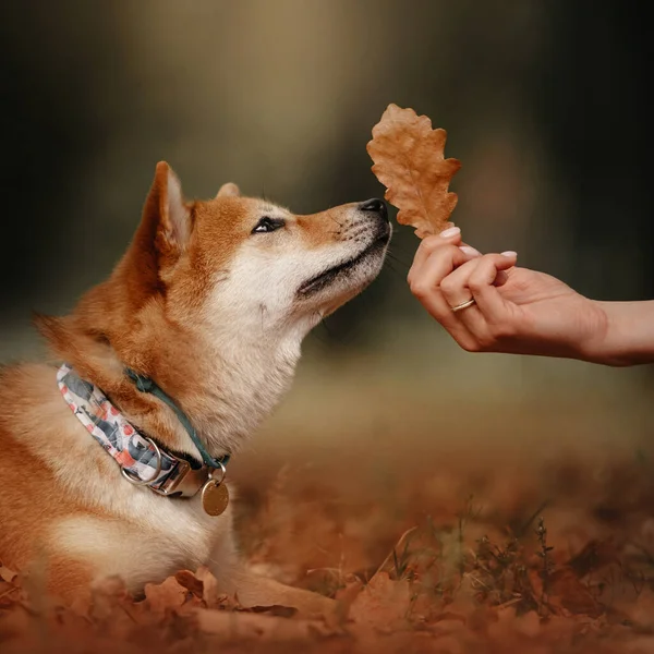 Осенью портрет собаки шиба ину с дубовым листом — стоковое фото