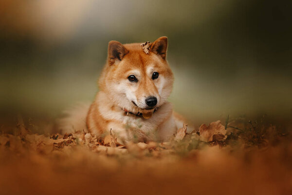 Red shiba inu dog lying down outdoors in autumn
