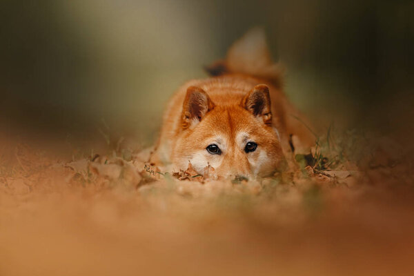 Red shiba inu dog lying down on fallen leaves in autumn
