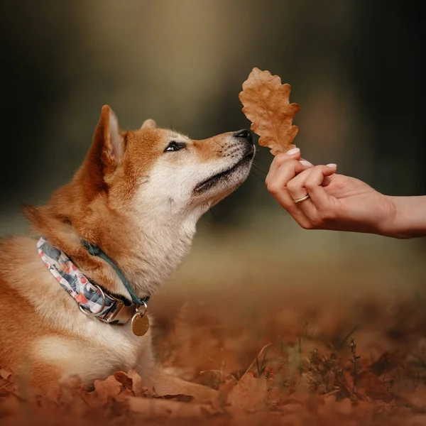 Retrato de perro shiba inu con hoja de roble en otoño. Fotos de stock