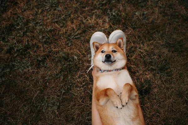 Divertido perro shiba inu acostado sobre patas propietarias al aire libre, vista superior. Fotos de stock