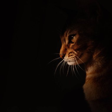 Siyah üzerine Habeş kedisi portresi