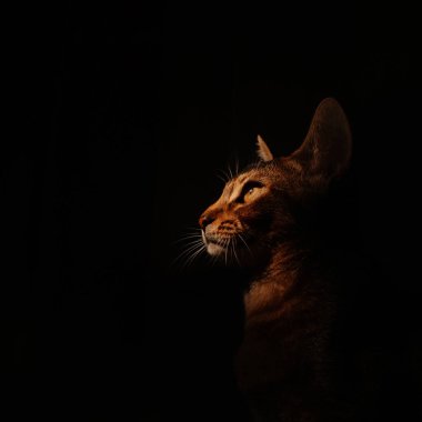 Habeşistan kedi portresi. Siyah arka planda.