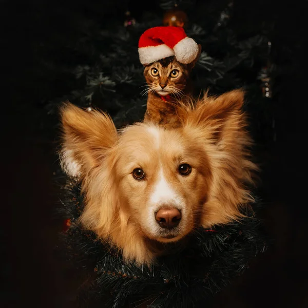 Śmieszne pies i kotek portret na Boże Narodzenie — Zdjęcie stockowe