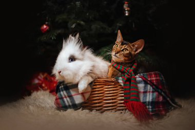 Kedi ve tavşancık bir sepetin içinde, kapalı bir Noel ağacının altında.