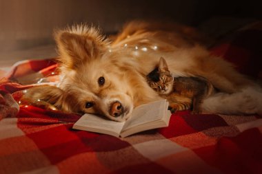 Köpek ve kedi evde bir kitapla yatıyorlar.