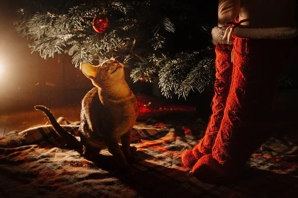 Chat abyssinien posant à l'intérieur la veille de Noël — Photo