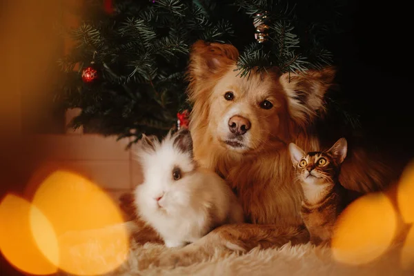 Bir grup evcil hayvan içeride bir Noel ağacının altında poz veriyor.