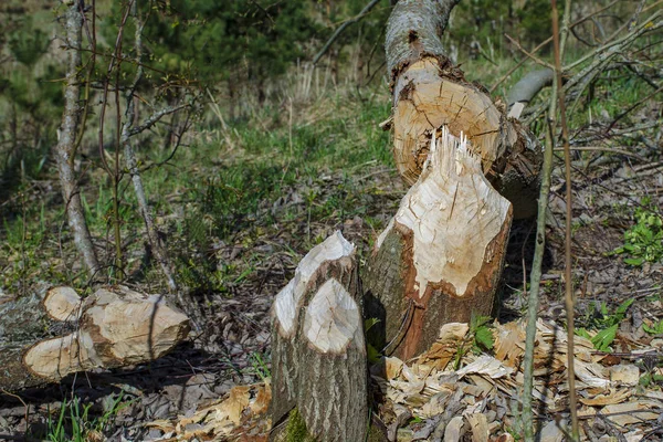 Trees Felled Beavers Sign Beavers Activity Early Spring Season — Stock Photo, Image