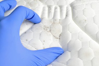 Beyaz kumaşta mantar. Mavi tıbbi eldiven. Yataktaki toprak ve küf lekelerini elle keşfediyorum.. 