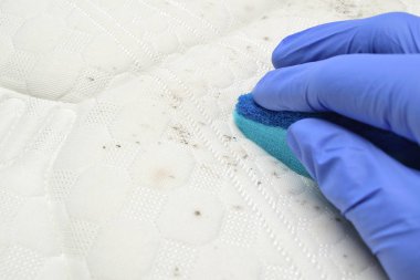 Yataktan küf lekelerini kaldır. Elin süngeri sertçe tutuyor. Mantar, küf, küf veya toz.