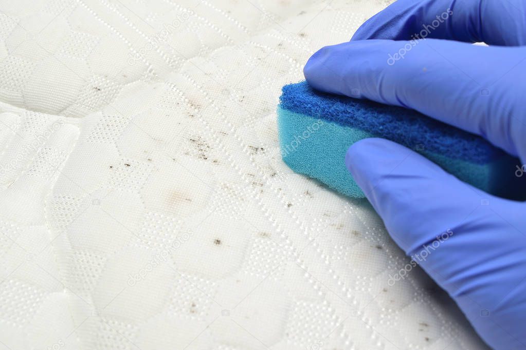 Removing fungus stains with a sponge from the mattress. Hand holds a sponge. Mildew, mould, mold or dust.