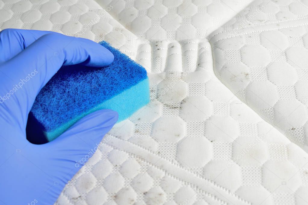 Removing mildew stains from the mattress. Hand holds a sponge. Fungus, mould, mold or dust.
