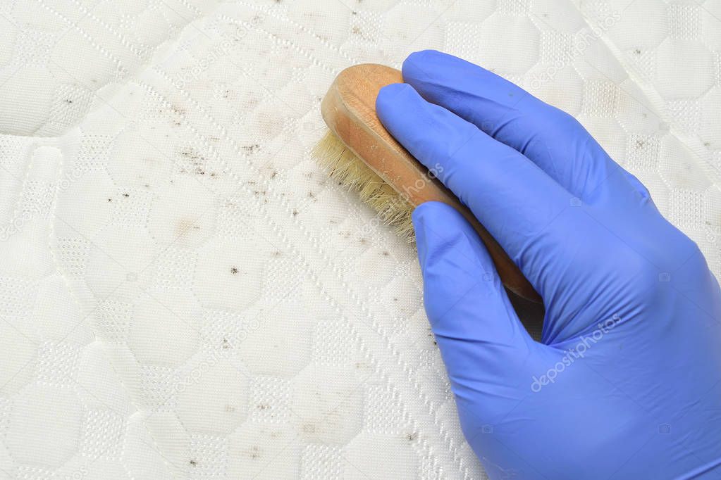 Cleaning mould stains from the mattress with a brush. 
