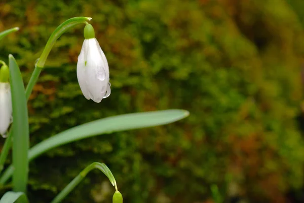 Snowdrop Galanthus Flores Fundo Musgo Verde Copie Espaço Direita Bela — Fotografia de Stock