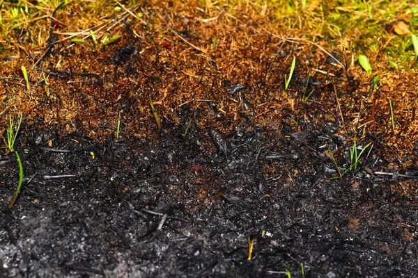 Edge of burnt ground and fresh grass. Ashy background.