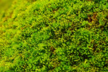 Orman yosunu dokusunu yakından çek. Parlak yeşil renk. Doymuş.