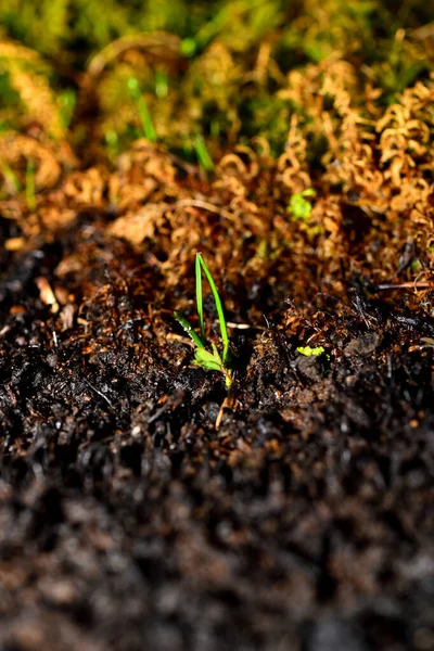 Edge of burnt ground and fresh grass. Sprout of a new plant on an ashy background. Vertical. Close-up.