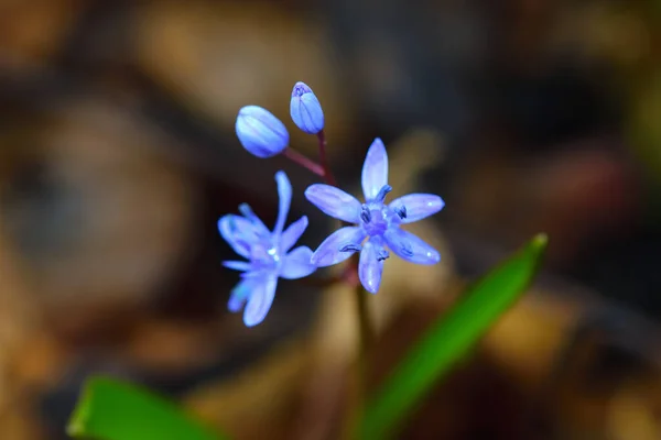 Koyu Bir Arka Planda Yabani Mavi Scilla Çiçeği — Stok fotoğraf
