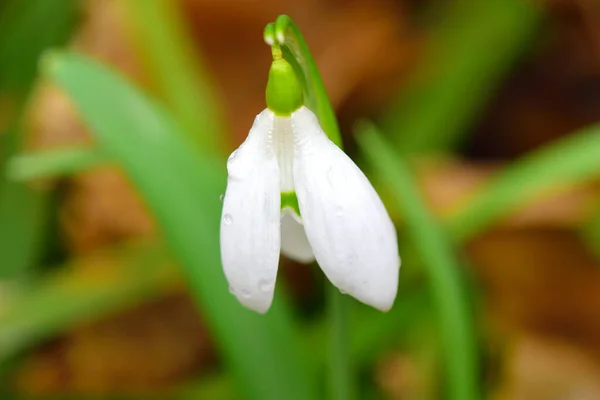 Sneeuwklokje Galanthus Bloem Een Zachte Groene Bladeren Achtergrond Mooie Bloem — Stockfoto