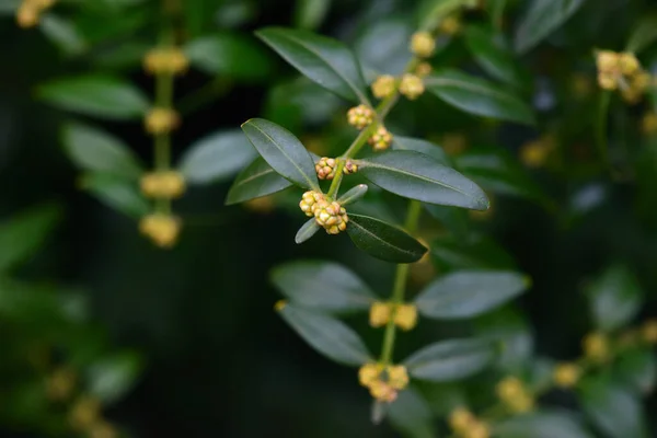 Buxus Buds Close Sacramento Green Bush Boxwood Dark Key — Stock Photo, Image